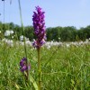 Schiermonnikoog_orchis