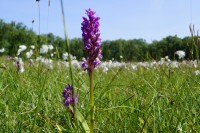 Schiermonnikoog_orchis