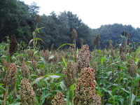 Sorghum