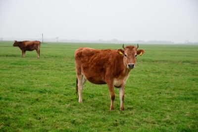 Meest gelezen-3